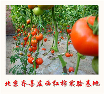 dbdd12766959e3db9754e8bdb3785189 生物腐植酸有机肥检测尺度